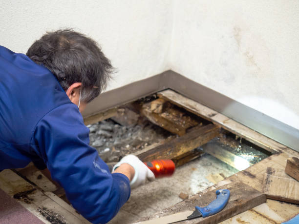 Best Crawl Space Mold Removal  in Mante, CA
