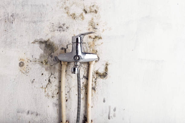 Best Office Mold Removal Services  in Mante, CA