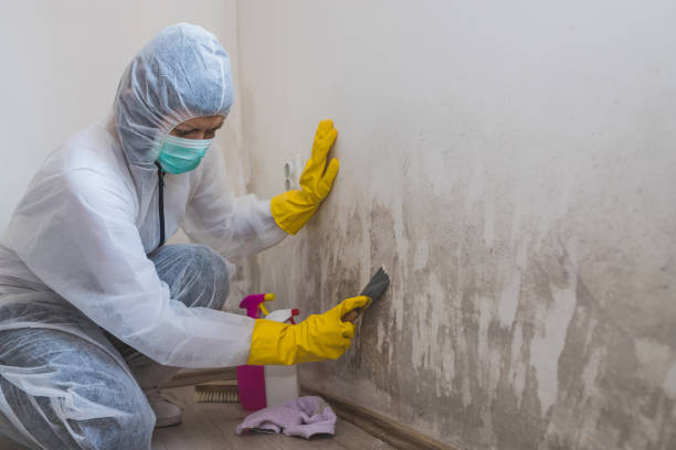 Best Crawl Space Mold Removal  in Mante, CA