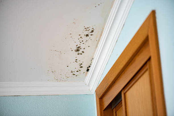 Best Water Damage Restoration  in Mante, CA