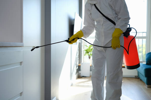 Best Professional Mold Removal  in Mante, CA