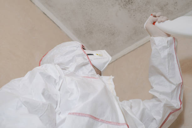 Best Fast Mold Removal  in Mante, CA