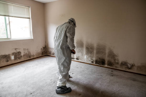 Best Fast Mold Removal  in Mante, CA