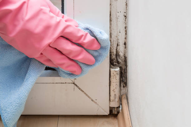 Best Water Damage Restoration  in Mante, CA